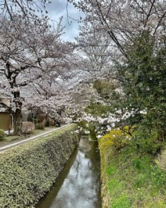 Lily Collins Instagram - Sakura season…