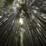 Lily Collins Instagram - Umbrellas up and spirits high in the bamboo forest…
