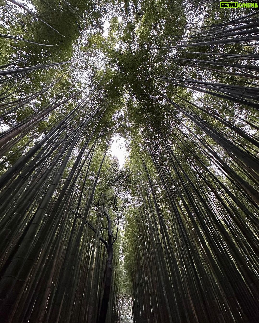 Lily Collins Instagram - Umbrellas up and spirits high in the bamboo forest…