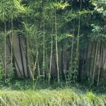 Lily Gao Instagram - 1 Barbie 2 His name is Fried Egg 荷包蛋 3 He is a rescue 4 Wuzhen 5 Muxin’s backyard 6 BARBIE 7 Natural 8 Highlights 9 You already know