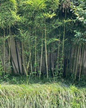 Lily Gao Instagram - 1 Barbie 
2 His name is Fried Egg 荷包蛋
3 He is a rescue 
4 Wuzhen
5 Muxin’s backyard 
6 BARBIE
7 Natural
8 Highlights 
9 You already know