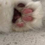 Lily Gao Instagram - 1 Barbie 2 His name is Fried Egg 荷包蛋 3 He is a rescue 4 Wuzhen 5 Muxin’s backyard 6 BARBIE 7 Natural 8 Highlights 9 You already know