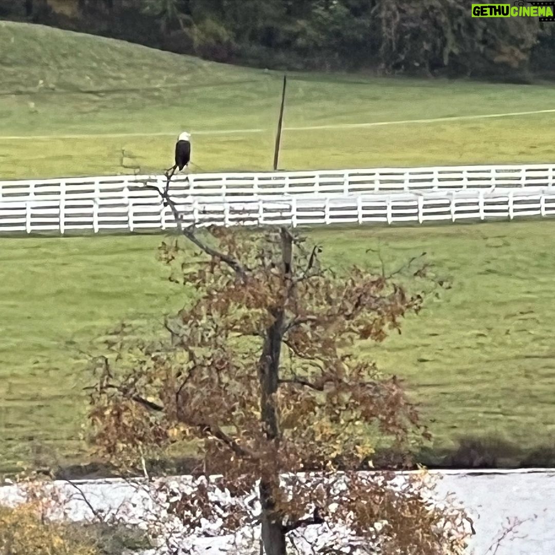 Lou Dobbs - 528 Likes - Great American Eagle surveying the Dobbs farm, and getting in a little fishing!