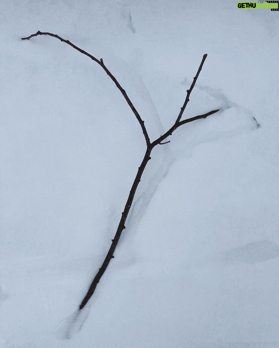 Louise Brealey Instagram - This is Toronto. That’s not a shadow it’s how the wind was blowing. The cortados here are life-enhancing, kids. What else what else? Trams sparking white fire, ecstatic meat loaf, filing cabinets of magazine clippings of pictures in the library, Victorian houses with pointier gables than ours in London, dogs trotting in snow shoes - one without boots this morning held up his paw and rolled over on the pavement because he had cold paws but won’t wear boots, a loft in an old candy factory, fridges like small cars and o the stationery.