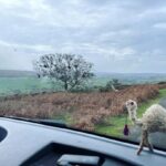 Louise Brealey Instagram – When I took this photo I panicked for a split second that there was a sheep on my bonnet.
#omar #dollyontour #dollyontheroad North Yorkshire Moors