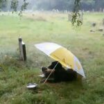 Louise Brealey Instagram – These are Gilbert’s friends. They live in Wales and he goes on his holidays there. I can’t stop watching this.