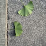 Louise Brealey Instagram – Ginkgo. What a tree. #treetime  #aroundfor170millionyears Fitzrovia