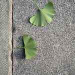 Louise Brealey Instagram - Ginkgo. What a tree. #treetime #aroundfor170millionyears Fitzrovia
