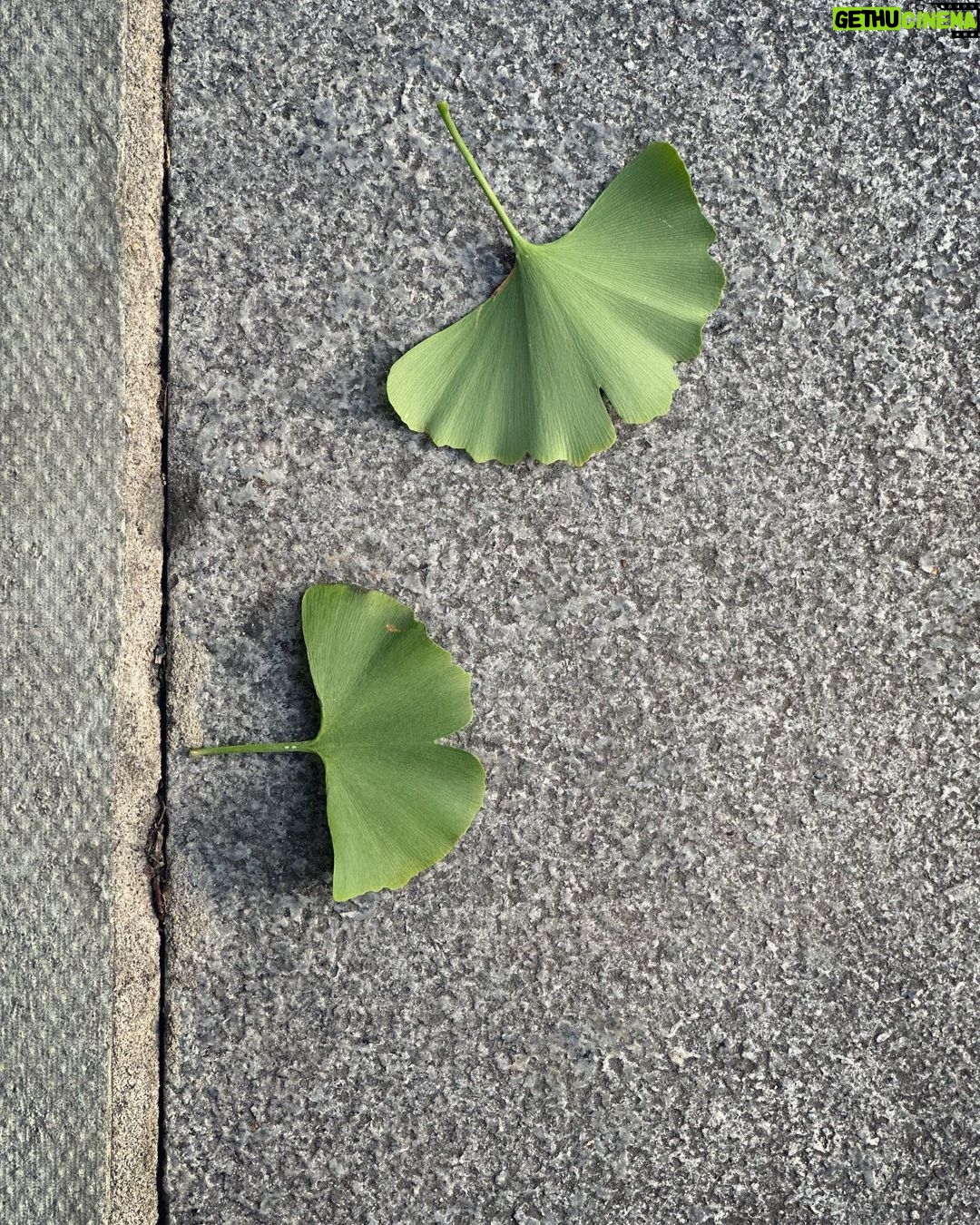 Louise Brealey Instagram - Ginkgo. What a tree. #treetime #aroundfor170millionyears Fitzrovia