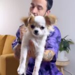 Luca Scarpelli Instagram - Dengo Scarpelli é o cachorro mais amado do bairro