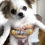 Luca Scarpelli Instagram - oi galera, eu sou o Dengo e cheguei pra educar esse humano