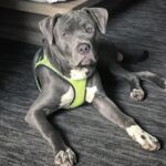 Luca Tartaglia Instagram – 6 months later… 🐾❤️ #pitbullpuppies #bluenosepitbull #pitbullsofinstagram #dogsofinstagram Los Angeles, California