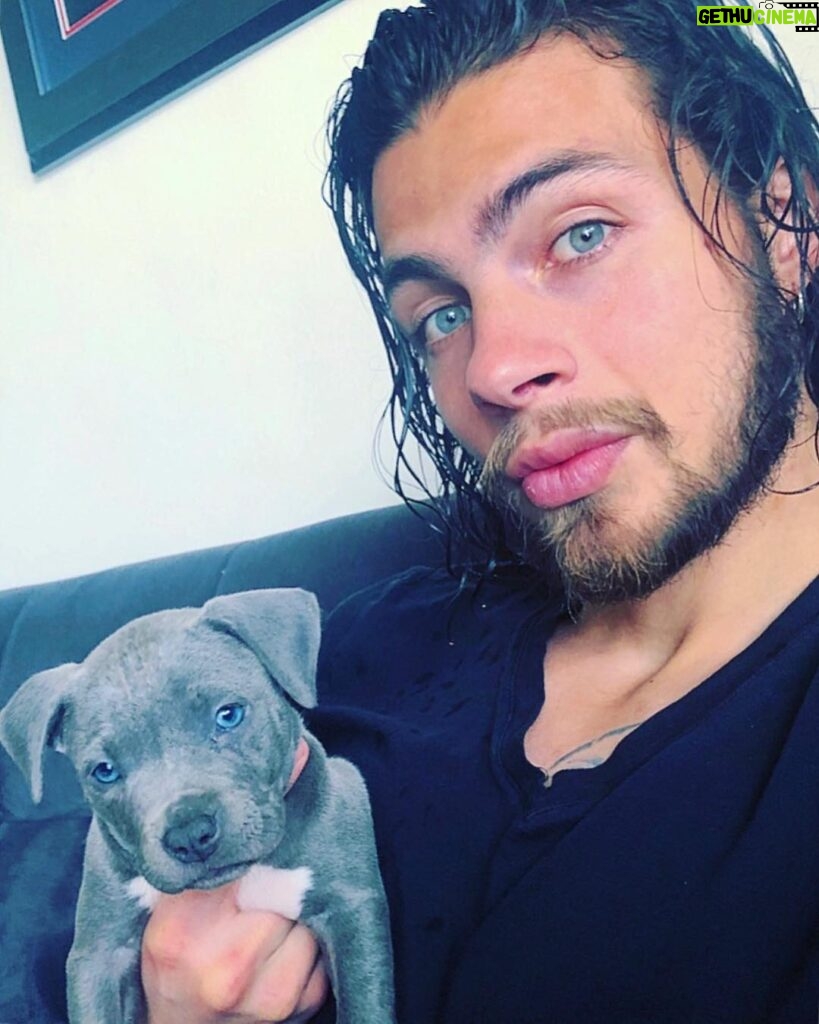 Luca Tartaglia Instagram - Everyone thinks they have the best dog...and none of them are wrong. Be the person your dog thinks you are ! #puppies #pitbull #pitbullpuppies #bluenose #dogstagram #blueyes #buddies #mowgli Los Angeles, California