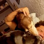 Luciano Quirino Instagram - Pai de pet também é pai ☺️😉 Feliz dia dos pais #pai #pais #pets