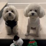 Lucy Hale Instagram - #petsmartpartner happy holidays from me and my crew ♥️ Whether you’re looking for a last-minute gift for your pet, want to dress them in matching sweaters or really just want to see them open up a present... @petsmart has you covered :) #makemerrymemories #anythingforpets