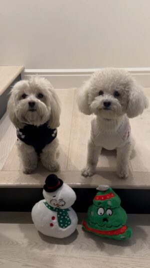 Lucy Hale Instagram - #petsmartpartner happy holidays from me and my crew ♥️ Whether you’re looking for a last-minute gift for your pet, want to dress them in matching sweaters or really just want to see them open up a present... @petsmart has you covered :) #makemerrymemories #anythingforpets
