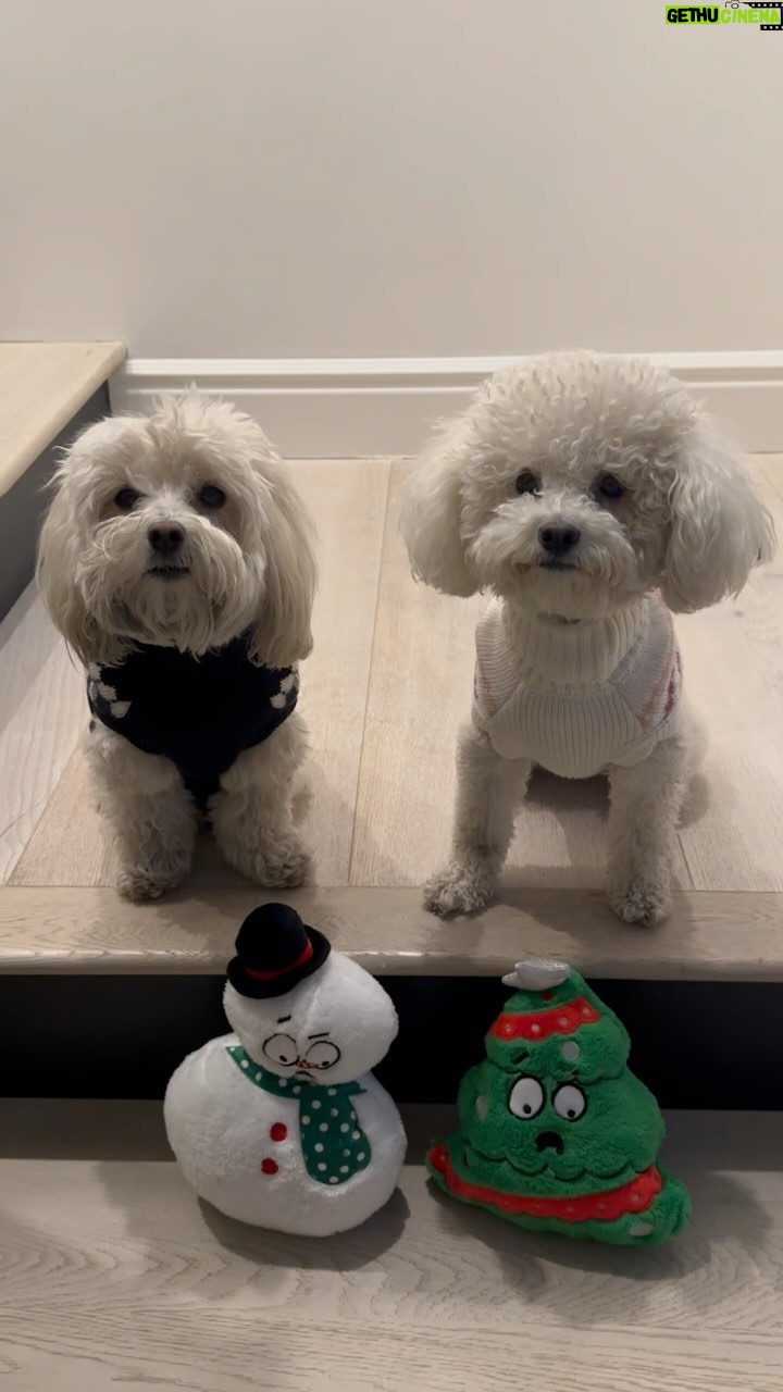 Lucy Hale - 19.7K Likes - #petsmartpartner happy holidays from me and my crew ♥️ Whether you’re looking for a last-minute gift for your pet, want to dress them in matching sweaters or really just want to see them open up a present... @petsmart has you covered :) #makemerrymemories #anythingforpets