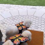 Lucy Hale Instagram - I will never, ever be subtle when it comes to spoiling E&E!! Head to @petsmart to pick up all of your pups’ favorite items & matching outfits. #petsmartpartner