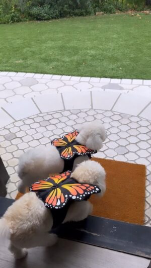 Lucy Hale Instagram - I will never, ever be subtle when it comes to spoiling E&E!! Head to @petsmart to pick up all of your pups’ favorite items & matching outfits. #petsmartpartner