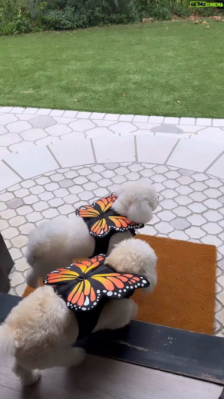 Lucy Hale - 40.3K Likes - I will never, ever be subtle when it comes to spoiling E&E!! Head to @petsmart to pick up all of your pups’ favorite items & matching outfits. #petsmartpartner