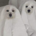 Lucy Hale Instagram - my house is haunted