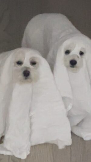 Lucy Hale Instagram - my house is haunted