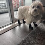 Lucy Hale Instagram - Elvis giving his soft launch into thriving in new environments.