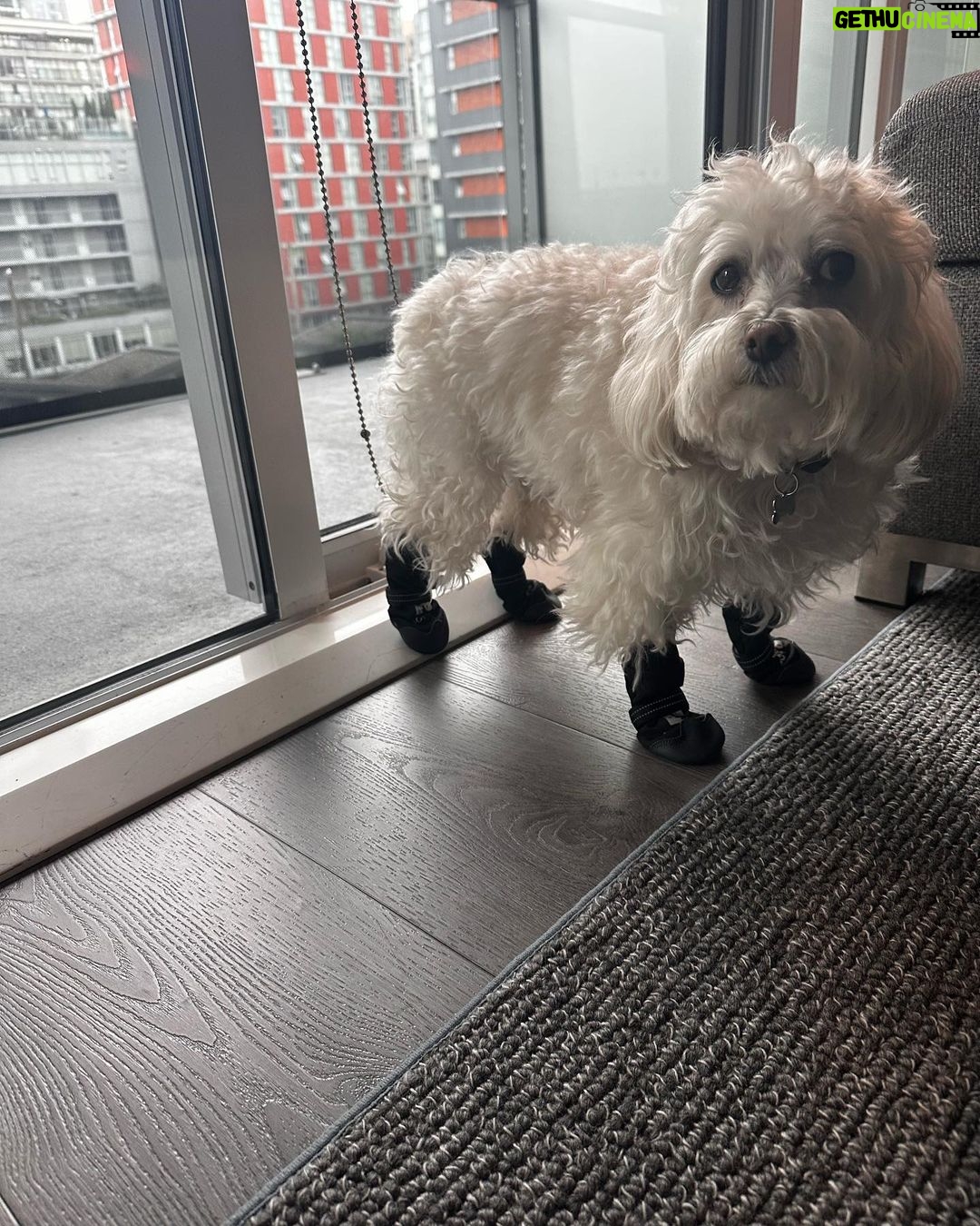 Lucy Hale Instagram - Elvis giving his soft launch into thriving in new environments.