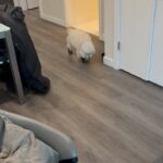 Lucy Hale Instagram - Elvis giving his soft launch into thriving in new environments.
