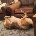 Lucy Lawless Instagram - We adopted an amputee dog coz we felt we could offer her a better life. All things considered, it's going very well #puppylove #shepherd