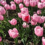 Lucy Lawless Instagram - Dare to be different My tulips this year