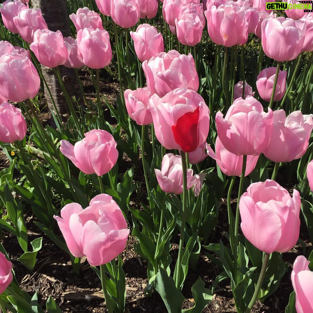 Lucy Lawless Instagram - Dare to be different My tulips this year