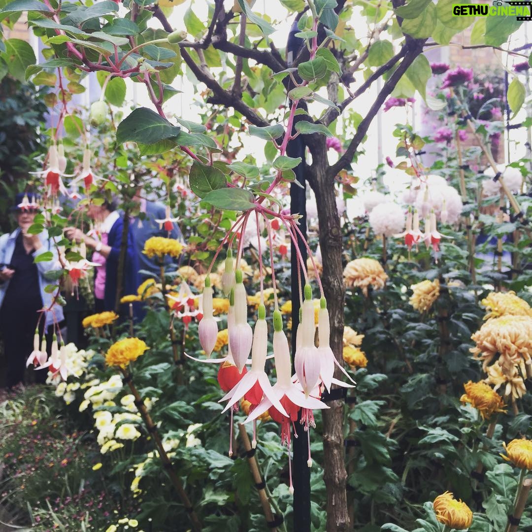 Lucy Lawless Instagram - Iconic flower of my childhood. Had trees like this by our front door. Thought these fuchsias were like ballerinas.