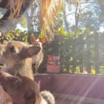 Mónica Cruz Instagram - Estos momentos no los cambiaría por nada…no me pueden hacer mas feliz estos seres tan maravillosos!!❤️🐾 #adoptanocompres