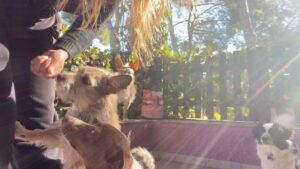 Mónica Cruz Instagram - Estos momentos no los cambiaría por nada…no me pueden hacer mas feliz estos seres tan maravillosos!!❤️🐾 #adoptanocompres