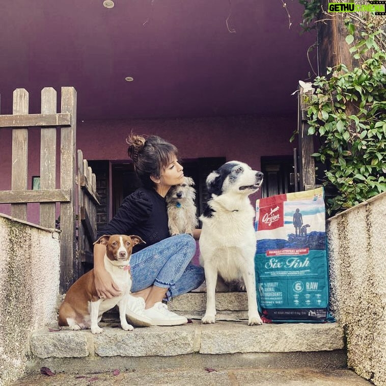 Mónica Cruz Instagram - ❤️ No les puedo querer mas! A ver si encontráis a Juanita en la ultima foto… 😂 Como no, @orijen_es siempre con nosotros➡️Recetas cargadas de ingredientes de origen animal de calidad y sin cereales. Compruébalo tú mism@! 👀 #mimanada #perros #orijen #nutrecomoloharialanaturaleza #ad