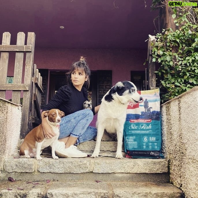 Mónica Cruz - 9.1K Likes - ❤️
No les puedo querer mas!
A ver si encontráis a Juanita en la ultima foto… 😂
Como no, @orijen_es siempre con nosotros➡️Recetas cargadas de ingredientes de origen animal de calidad y sin cereales. Compruébalo tú mism@! 👀
#mimanada #perros #orijen #nutrecomoloharialanaturaleza #ad