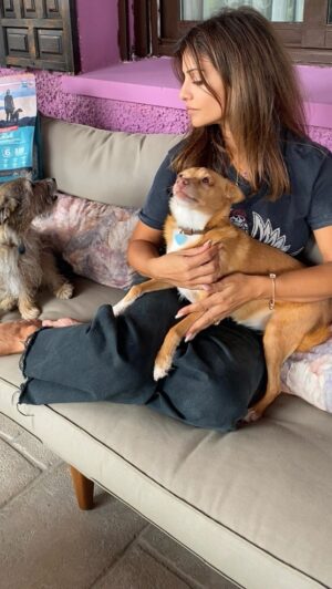 Mónica Cruz Instagram - Vivir en una manada de perros es vivir rodeada de felicidad🐾 
Y para felicidad, la que hay en casa cada vez que me ven entrar con su saco de @orijen_es , marca en la que confío al 100% 💙
Porque si cuido mi alimentación, ¿cómo no voy a cuidar la suya? 🐶🐕

#manada #perros #orijen #nutrecomoloharialanaturaleza #ad