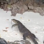 Madhura Naik Instagram - I literally started my new year witnessing this animal swim out from the sea so close to me! I looked for the significance of spotting one which is bizarrely rare as there are maybe 3000-5000 Komodos left in this world and they classify as a vulnerable species. So this is what it meant- “PROTECTOR OF THE TRIBE” In Native American culture, the Komodo dragon symbolizes wisdom, power, and strength. This mighty creature is often associated with the sun and seen as a bringer of light and life. The Komodo dragon is also known for its fierce protective nature and is considered to be a powerful totem animal. This creature is associated with the element of fire and is said to have a strong connection to the spirit world. In some cultures, the Komodo dragon is also a symbol of rebirth and transformation. This powerful creature is often associated with the sun and seen as a bringer of light and life. The Komodo dragon is also known for its fierce protective nature and is considered a powerful totem animal. This creature is associated with the element of fire and is said to have a strong connection to the spirit world. In some cultures, the Komodo dragon is also a symbol of rebirth and transformation. The Native people believe that the komodo dragon has a strong connection to the spirit world and is often seen as a protector of the tribe.
