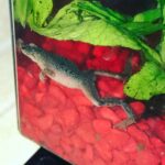 Maemae Renfrow Instagram - Say hello to Frogdrick my new love ❤❤❤❤#myprince #frog #mypetfrog #ribbit
