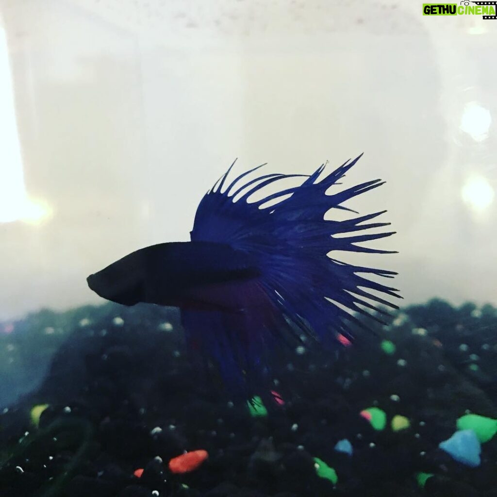 Maemae Renfrow Instagram - Meet my new fish, "Puppy" ❤️❤️❤️❤️ #bettafish