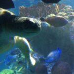 Maemae Renfrow Instagram - At the Boston aquarium hanging out with this cutie ........ I like #turtles hahah #bostonsquarium 🐢🐢🐢🐢🐢🐢