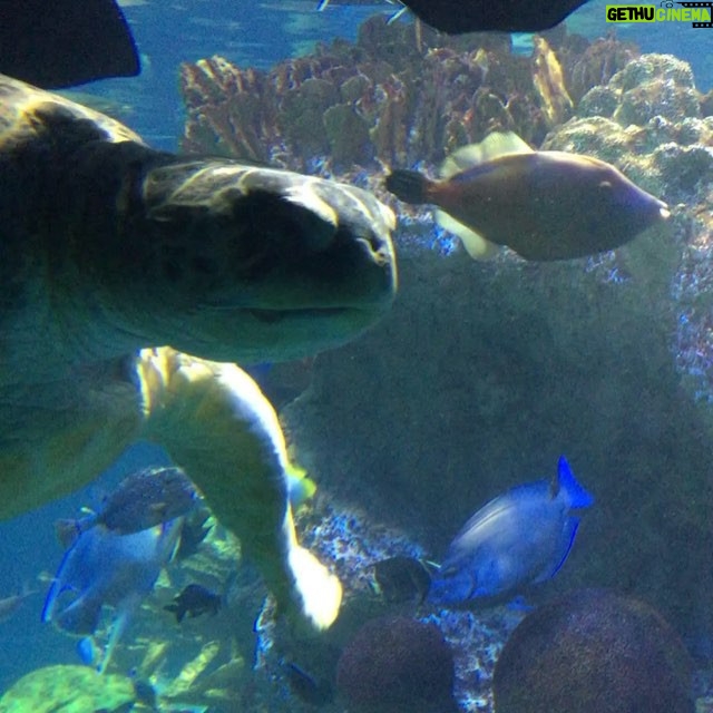 Maemae Renfrow Instagram - At the Boston aquarium hanging out with this cutie ........ I like #turtles hahah #bostonsquarium 🐢🐢🐢🐢🐢🐢