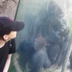 Maemae Renfrow Instagram - When I'm flirting and he couldn't be less interested... Wait for it. #gross #gorilla #zoo #lazoo #booger Los Angeles Zoo