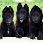 Mahendra Singh Dhoni Instagram - Will get a similar looking dog but in a year's time