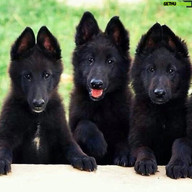 Mahendra Singh Dhoni Instagram - Will get a similar looking dog but in a year's time