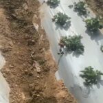 Mahendra Singh Dhoni Instagram - If I keep going to the farm there won’t be any strawberry left for the market