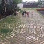 Mahendra Singh Dhoni Instagram - Morning walk with the pack.i think Sam knows she is my favourite so she takes the liberty of troubling everyone