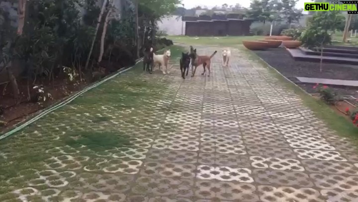 Mahendra Singh Dhoni Instagram - Morning walk with the pack.i think Sam knows she is my favourite so she takes the liberty of troubling everyone