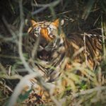 Mahendra Singh Dhoni Instagram - When u spot the tiger on ur own and he obliges u with just enough time to click a few pics.Visit to kanha was outstanding